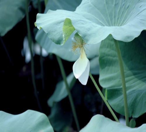 如何缓解“苦夏”症状？