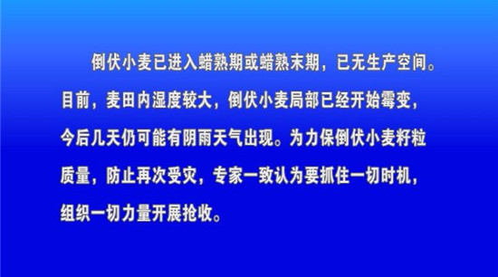 我市发出关于抓紧组织开展倒伏小麦抢收工作的紧急通知