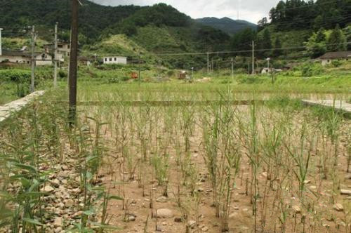 资料图:江西寻乌县三标乡建设的湿地生态修复工程。 苏路程 摄 资料图:江西寻乌县三标乡建设的湿地生态修复工程。 苏路程 摄