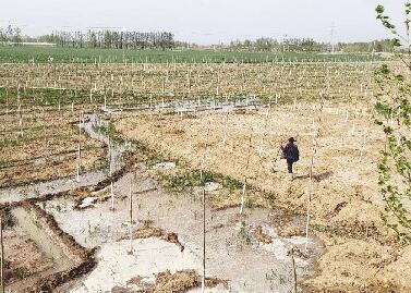 聊城：退伍军人马颊河岸栽6万棵树苗