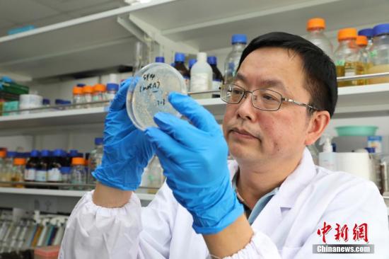“人造生命”重大突破 中国科学家首创人造单染色体真核细胞