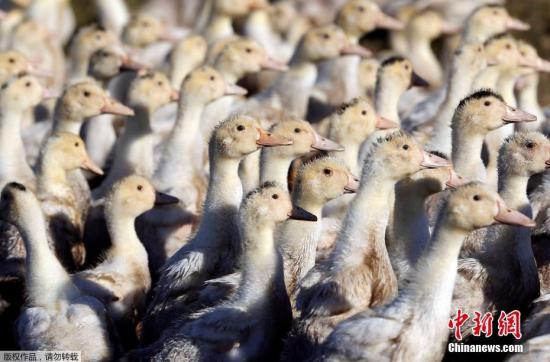 湖南省凤凰县发生家禽H5N6亚型高致病性禽流感疫情