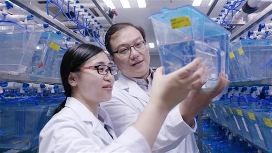 中国科学家揭秘体内造血干细胞“归巢”过程