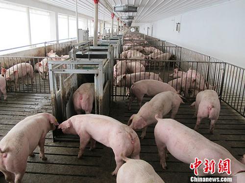 多个速冻产品疑被查出非洲猪瘟病毒 专家：不传染人