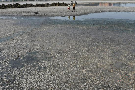 当地时间2019年6月9日,印度钦奈,当地郊区一个干涸湖床上的死鱼。监测结果显示,钦奈的主要几个水库的水位创下70年来的新低,目前的蓄水量仅占水库总库容的1.3%。 当地时间2019年6月9日,印度钦奈,当地郊区一个干涸湖床上的死鱼。监测结果显示,钦奈的主要几个水库的水位创下70年来的新低,目前的蓄水量仅占水库总库容的1.3%。