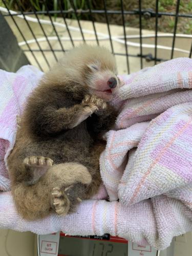 小熊猫幼崽接受称重。(图片来源:美国史密森尼国家动物园) 小熊猫幼崽接受称重。(图片来源:美国史密森尼国家动物园)