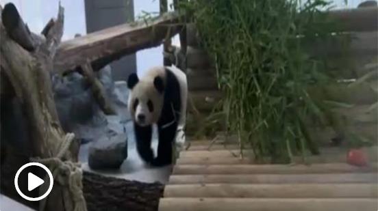旅德大熊猫“梦梦”大概率已怀孕 宝宝预计月底诞生