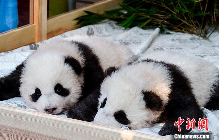 寓意梦想成真！旅德大熊猫双胞胎得名“梦想”“梦圆”