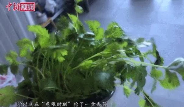 疫情之下，它是海外华人“宅家”防疫的不二之选……