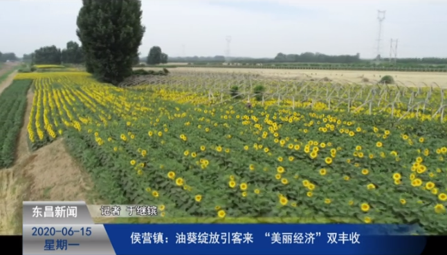 侯营镇：油葵绽放引客来  “美丽经济”双丰收