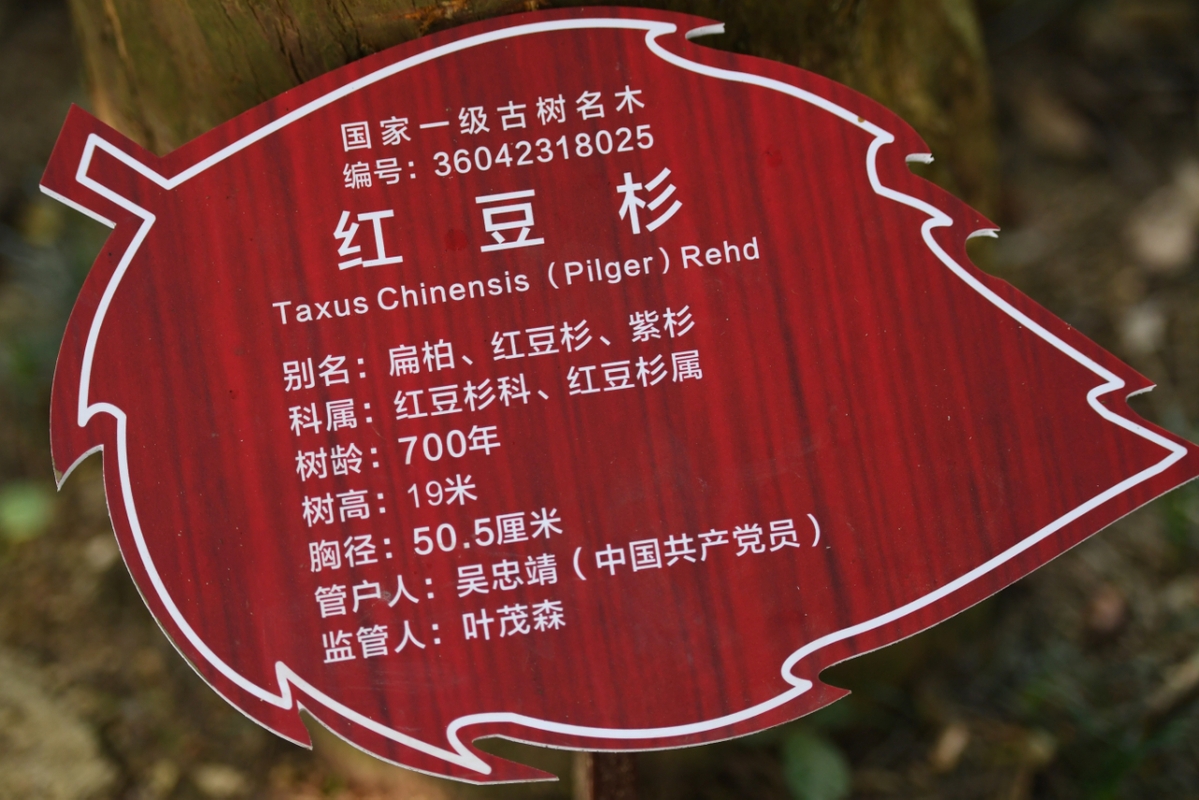 【走向我们的小康生活】江西武宁：“林改第一村”红豆杉群带火旅游经济