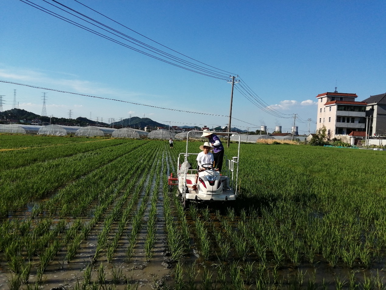 北斗定位水稻机械智能除草机显身手