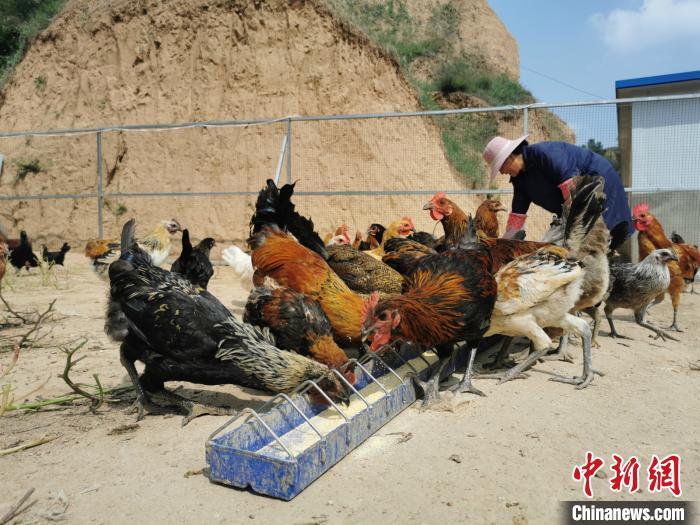 资料图：饲养员在喂鸡。 岑屹 摄
