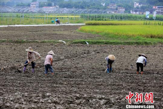 白露节气到！为何要饮“白露茶”、吃龙眼？