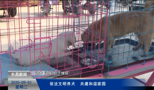 依法文明养犬  共建和谐家园