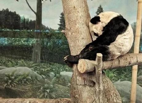 旅美大熊猫瘦骨嶙峋？初步回应：年老且患皮肤病