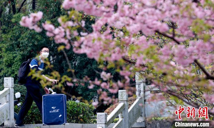 武汉大学早樱盛放 学子如约归来[组图]