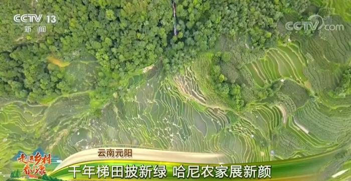 走进乡村看小康 喜看稻菽千重浪