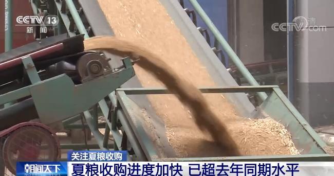 丰收啦！夏粮收购进度快 新粮“入住”智慧仓