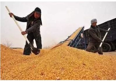 粮食保供稳价政策之下：莫让种粮成本侵蚀农民收益