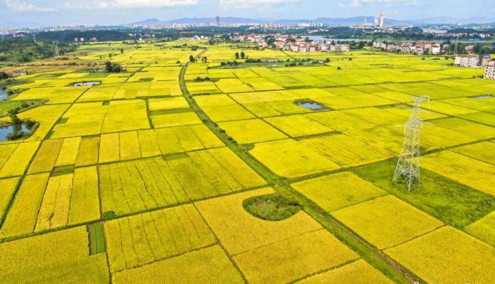 把解决好“三农”问题作为重中之重 ——习近平总书记领航农业农村高质量发展