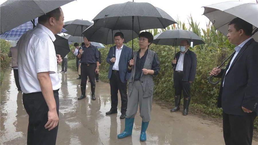 聊城市委副书记 市长李长萍来东昌府区检查城乡防汛 房屋安全 农田排涝等工作