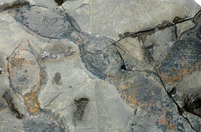 远古发现丨研究人员发现1000万年前的“豆角”化石[组图]