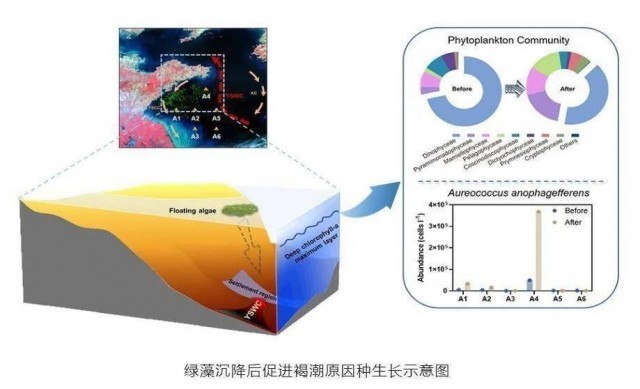 中科院海洋所最新研判 查清南黄海海域浒苔沉降区