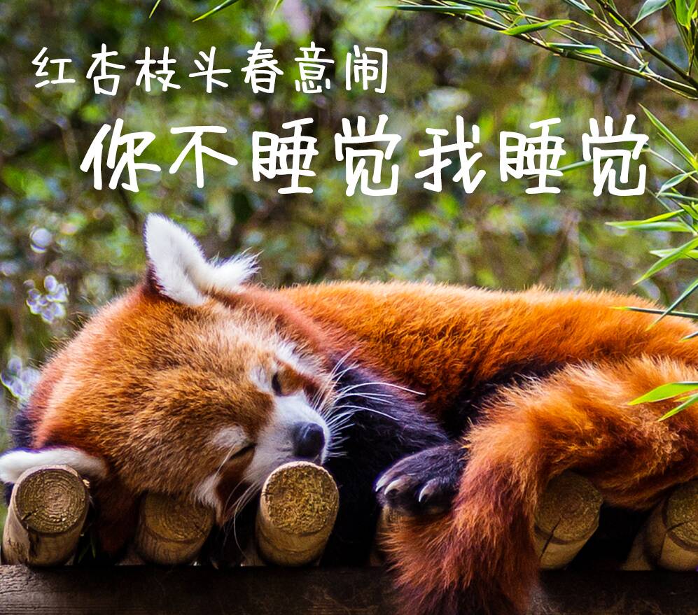 红杏枝头春意闹，你不睡觉我睡觉