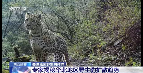 从吃奶到吃肉！我国科研人员首次拍摄到野生豹育儿全过程