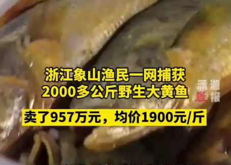 大黄鱼上热搜背后的“黑科技”