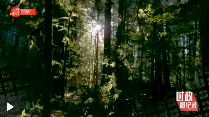 时政微纪录丨十年——植树这件事习近平始终亲力亲为