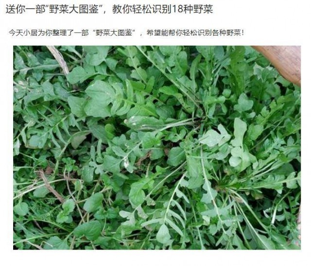 封控小区里挖野菜？专家提醒：有安全风险！