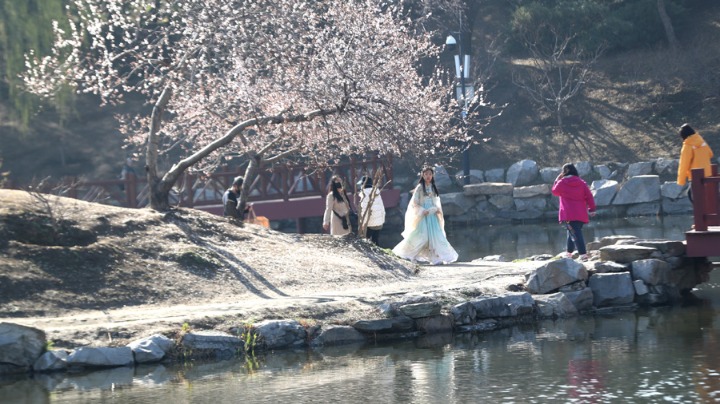 圆明园第二十七届踏青节今日开幕