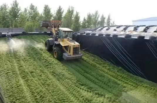中国奶协：已停止收储口粮小麦作青贮饲料