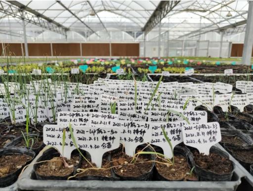 “神十三”飞船种子出舱 6个内蒙古草种航天育种试验启动