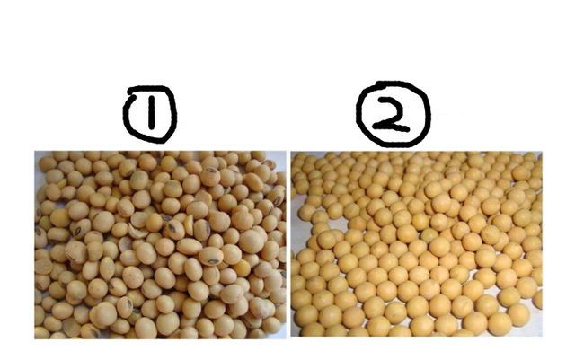 8年青春破译大豆育种密码