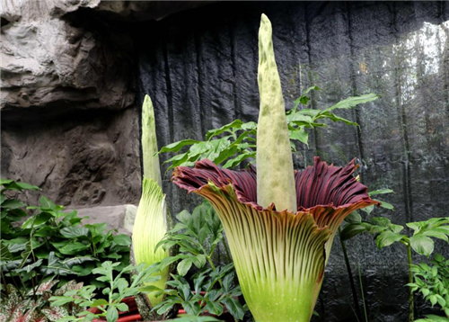 新华全媒+丨神奇植物又开花！揭秘国家植物园“吉祥三宝”