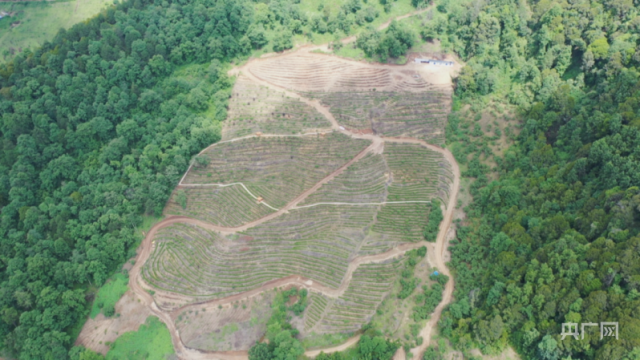 【奋进新征程 建功新时代】东西部协作 白茶香飘凉山盐源振兴路