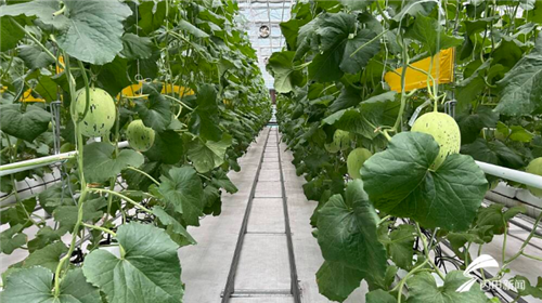 走在前 开新局｜深耕蔬菜“联合体” 寿光探索“一棵菜”的生金之路