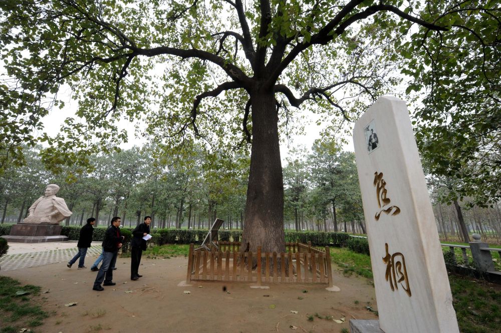 焦桐，活在人们心中的树
