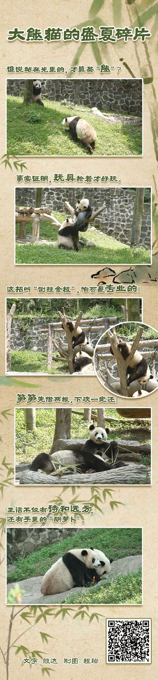 大熊猫的盛夏碎片