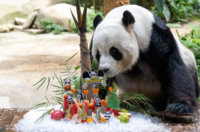 旅马大熊猫“兴兴”和“靓靓”迎来16岁生日[组图]