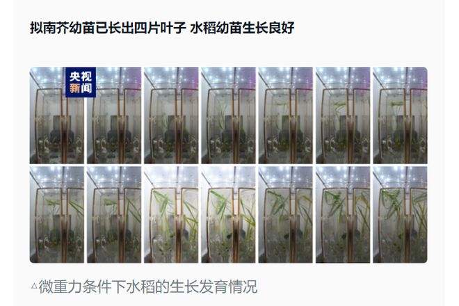 我国空间站问天实验舱高等植物培养实验最新进展——拟南芥和水稻种子成功萌发