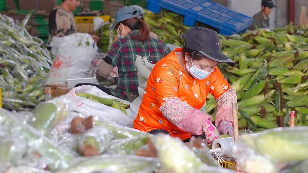 “新农人”回乡，站稳脚跟有多难？