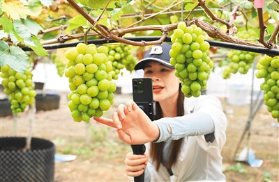 严惩无底线蹭流量,禁止欺诈消费者 直播经济"蛋糕"做大更要做好