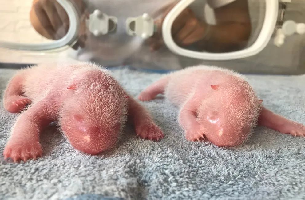 秦岭大熊猫“秦秦”再次产下双胞胎，还是龙凤胎