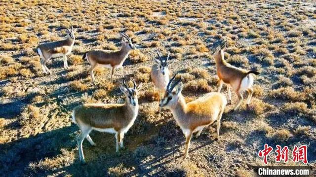 各地生态环境持续恢复 野生动物频“出镜”
