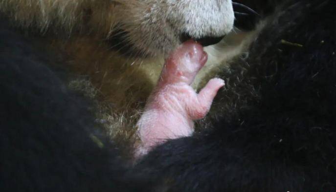秦岭大熊猫人工种群总数量突破四十只