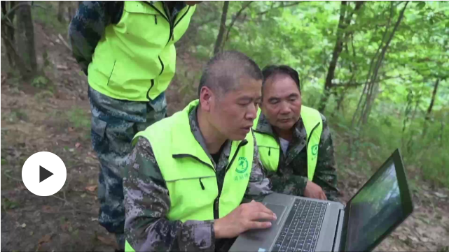 小熊来了，在秦岭首次拍到野生亚洲黑熊一家三口